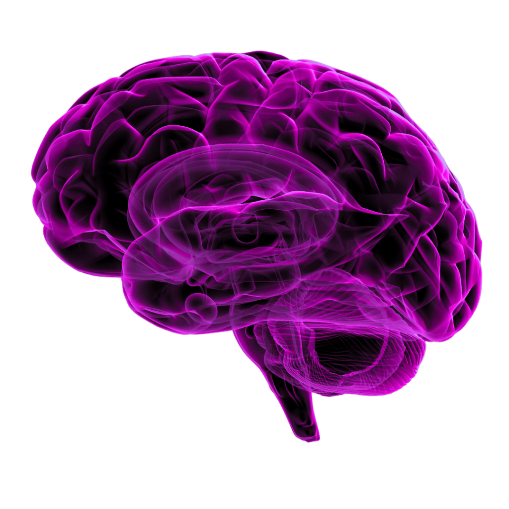 Sethperler_brain_image